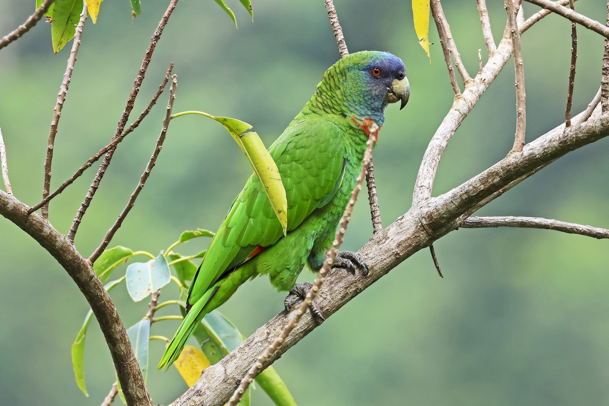 Red-necked Parrot - ML616108322