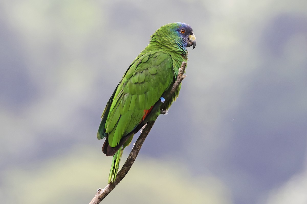 Red-necked Parrot - Steven Whitebread