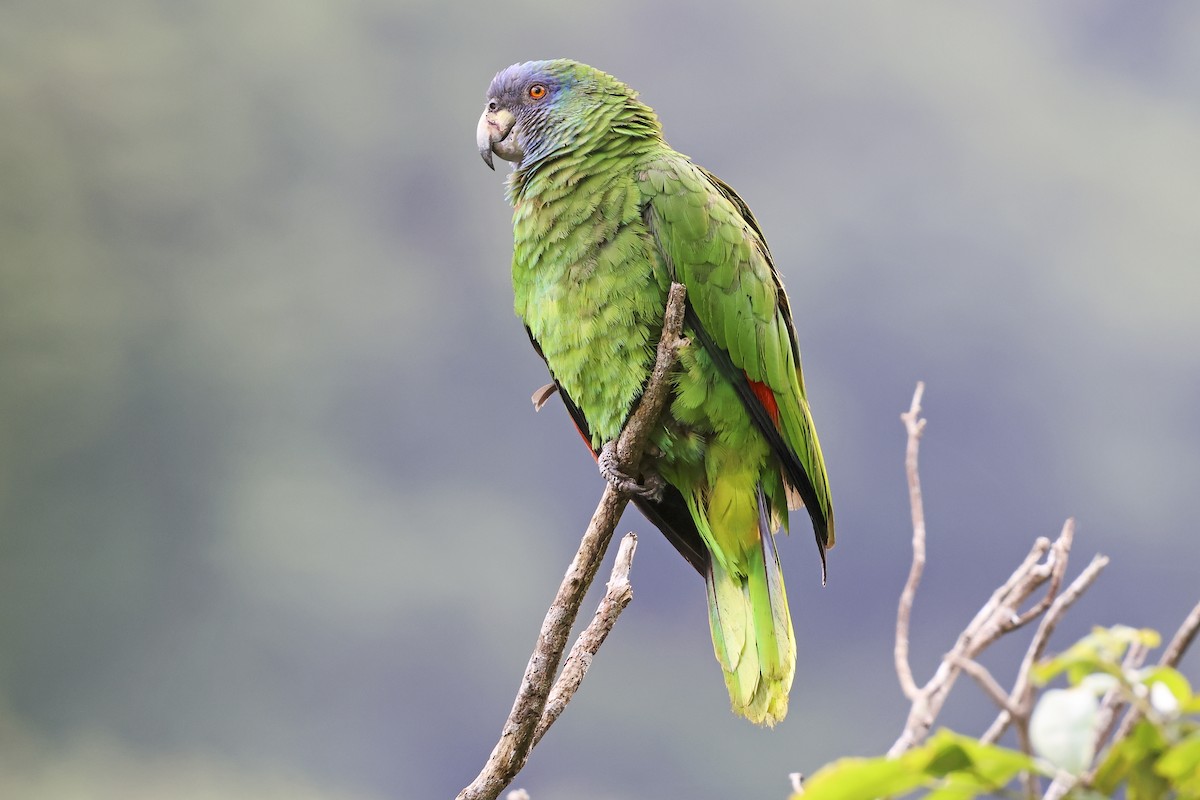Red-necked Parrot - ML616108410