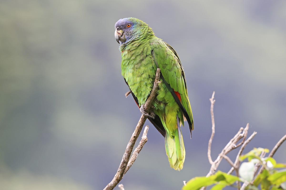 Red-necked Parrot - Steven Whitebread