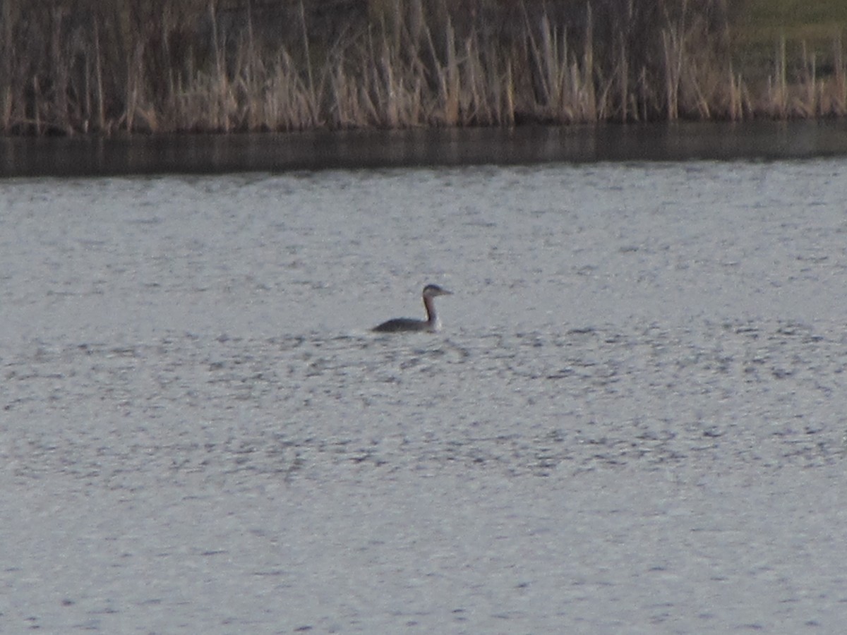 Vermont eBird Checklist 16 Mar 2024 Danby Pond Danby (56 acres