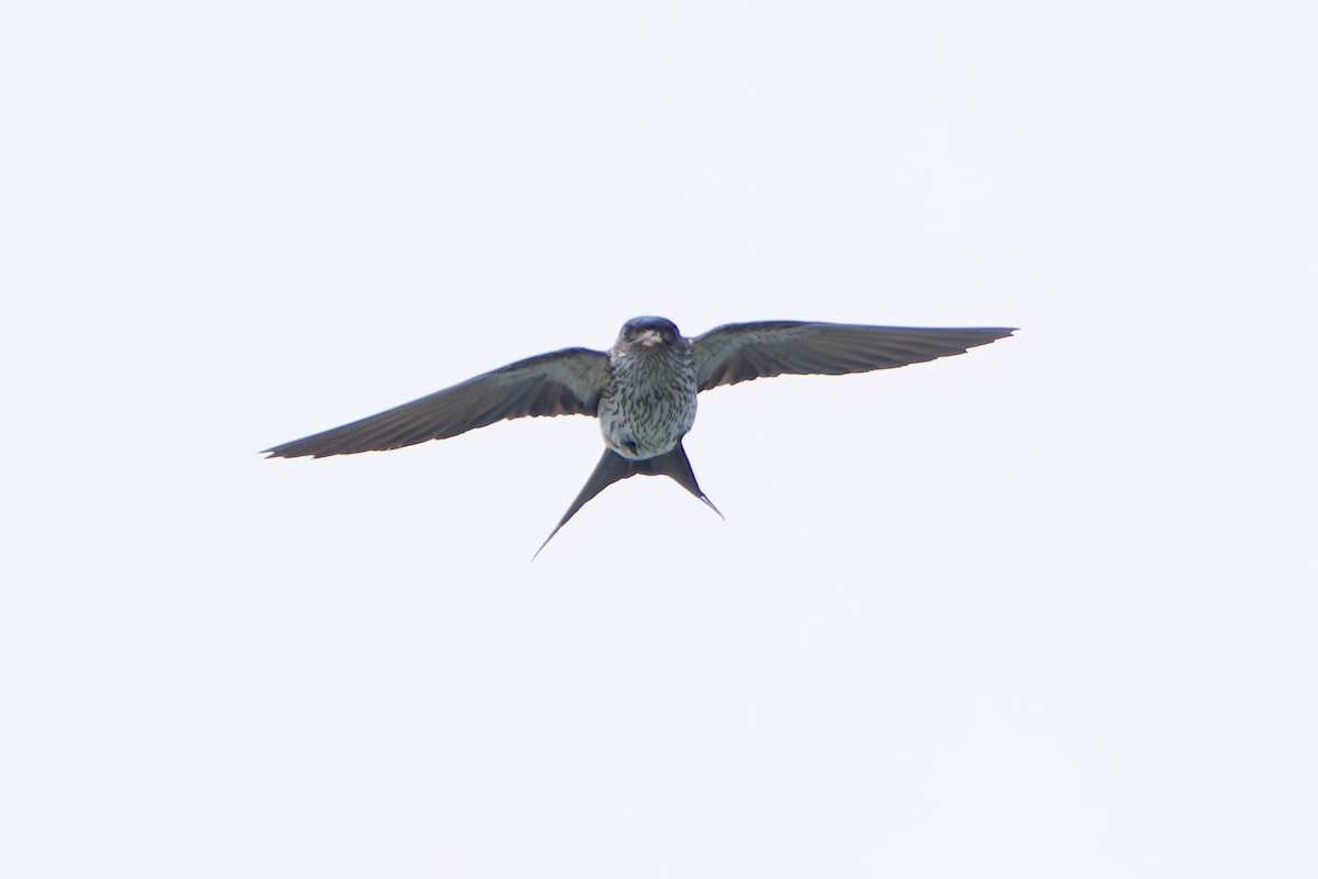Striated Swallow - ML616108439
