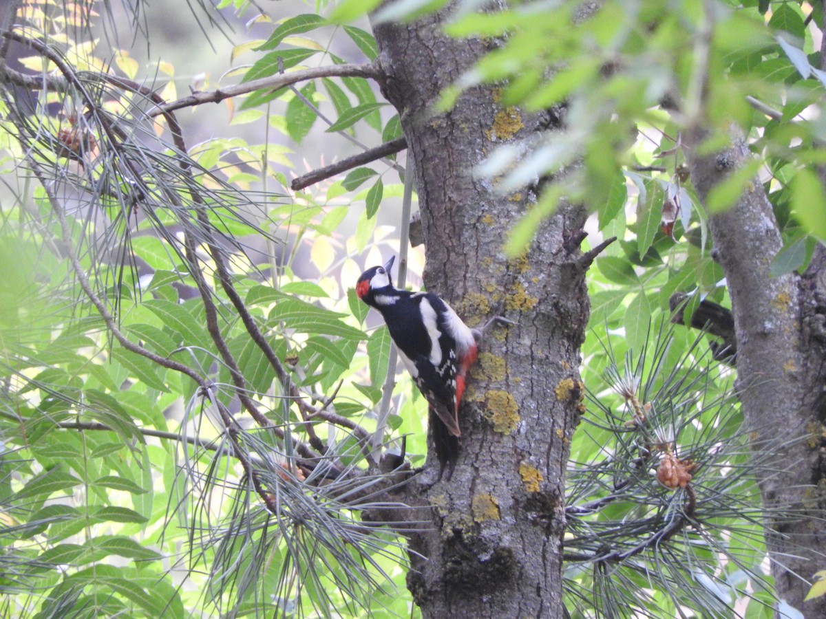 Great Spotted Woodpecker (Atlas) - ML616108518