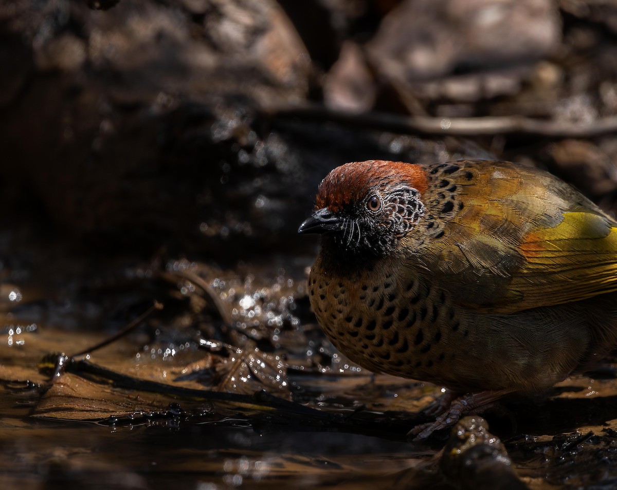 Chestnut-crowned Laughingthrush - ML616108655