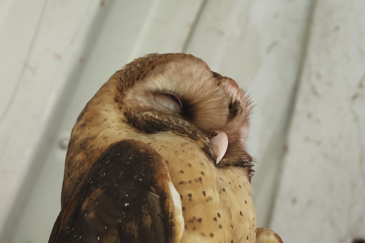 Barn Owl (Lesser Antilles) - ML616108663