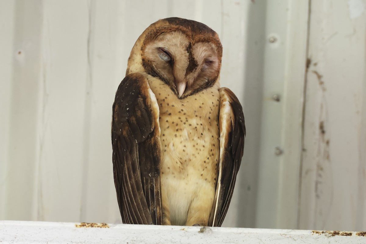 Barn Owl (Lesser Antilles) - ML616108664