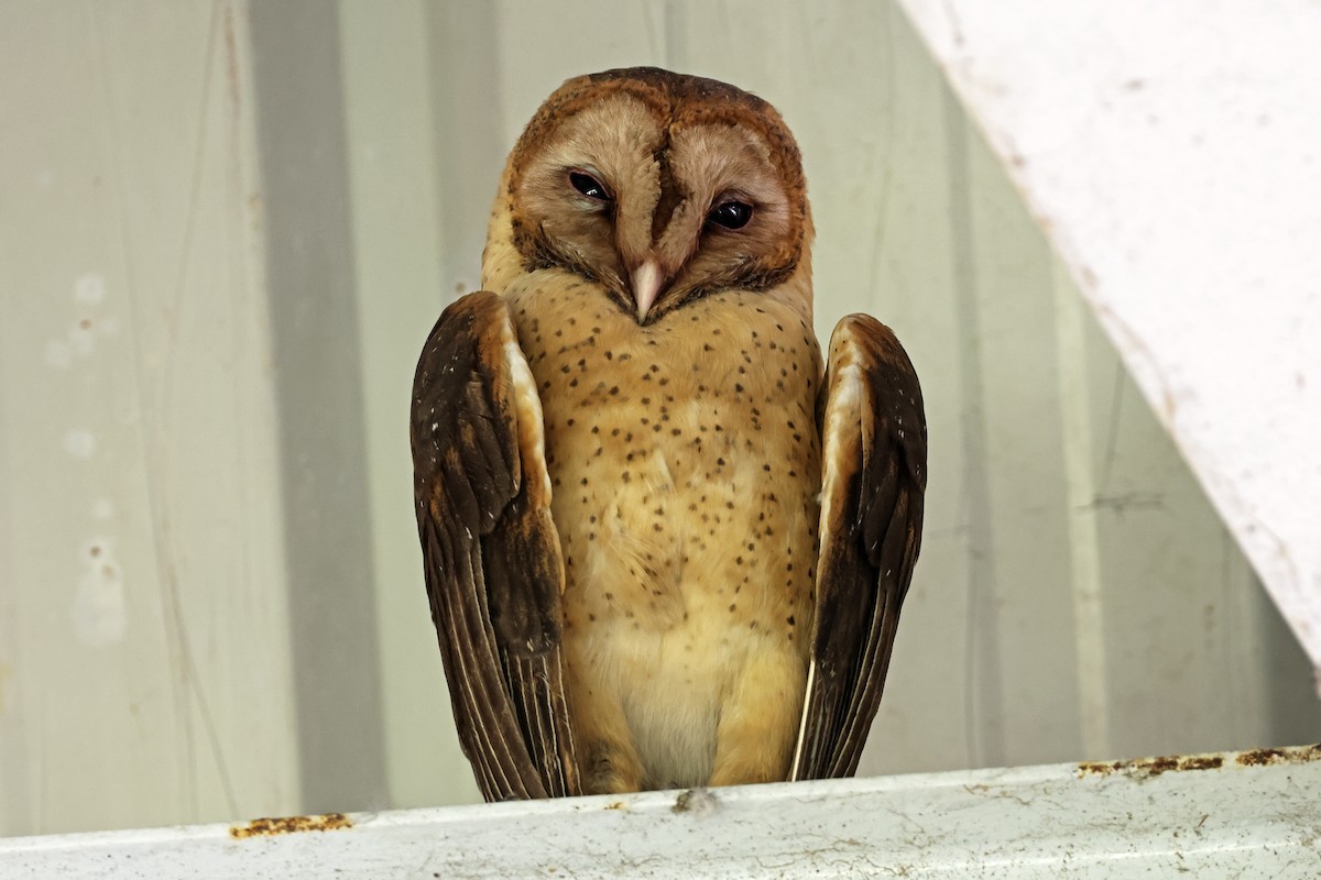 Barn Owl (Lesser Antilles) - ML616108665