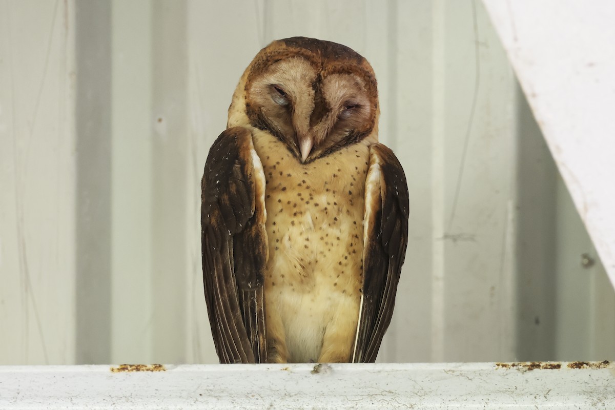 Barn Owl (Lesser Antilles) - Steven Whitebread