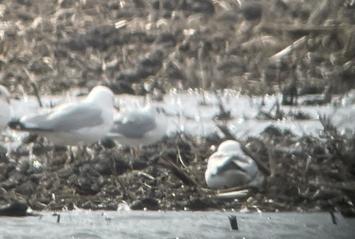 Wisconsin eBird Checklist - 16 Mar 2024 - Hwy N and M Ponds (Jefferson ...
