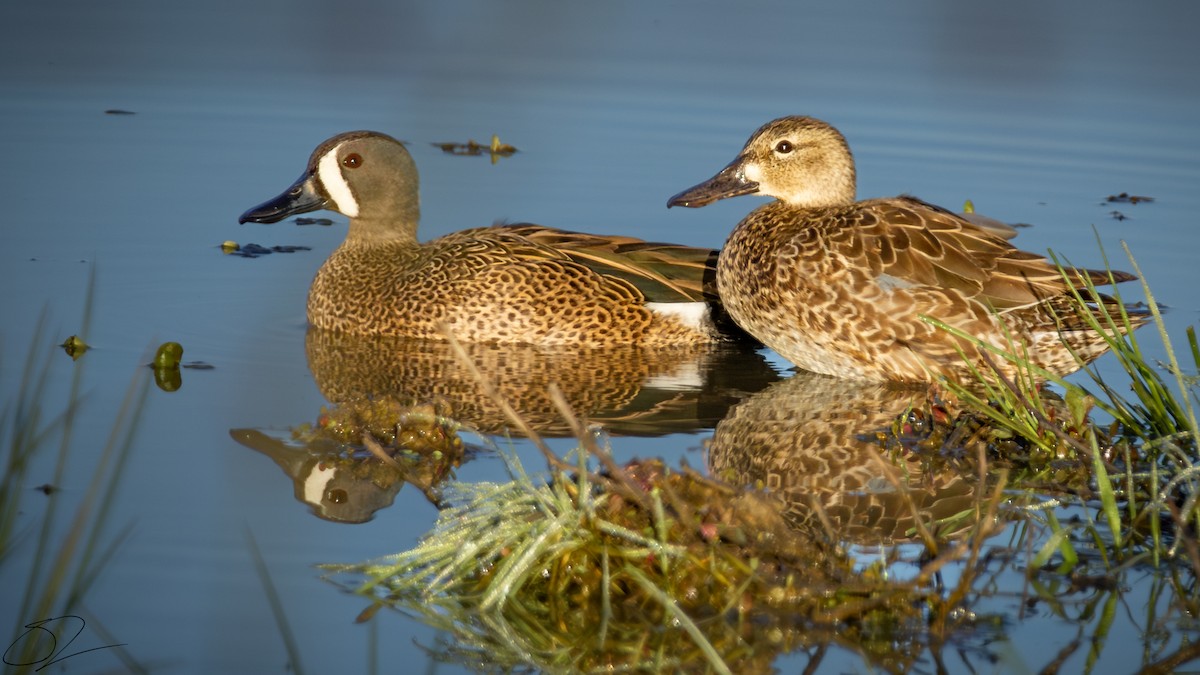 Blue-winged Teal - ML616108725
