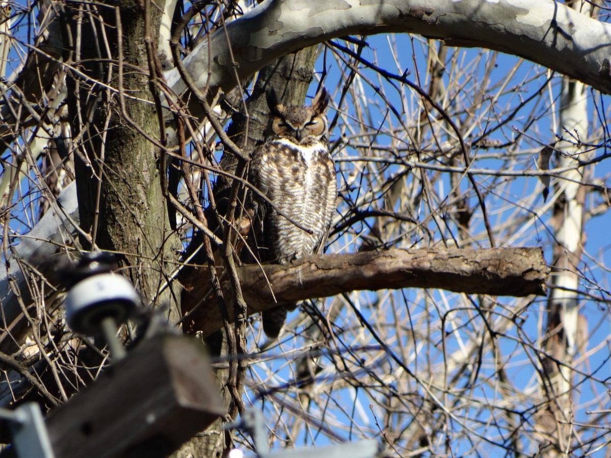 Great Horned Owl - ML616108814