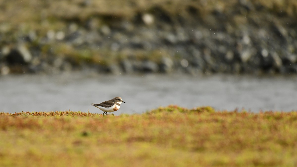 Double-banded Plover - ML616108890