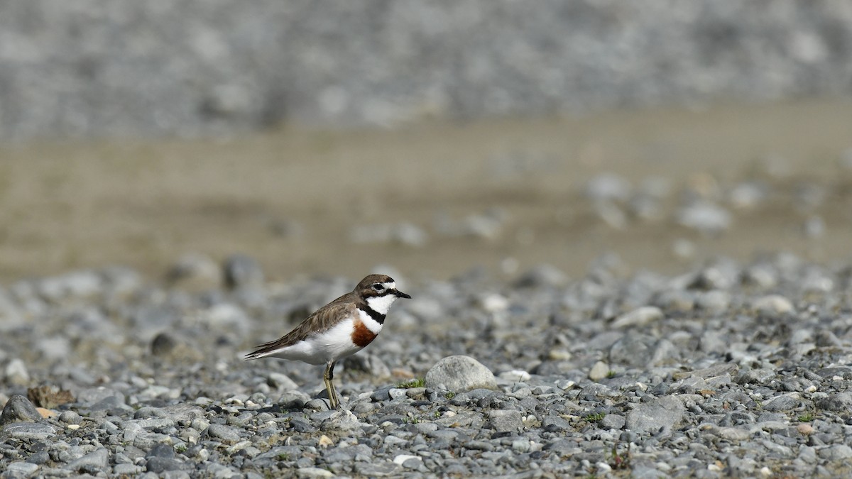 Double-banded Plover - ML616108891