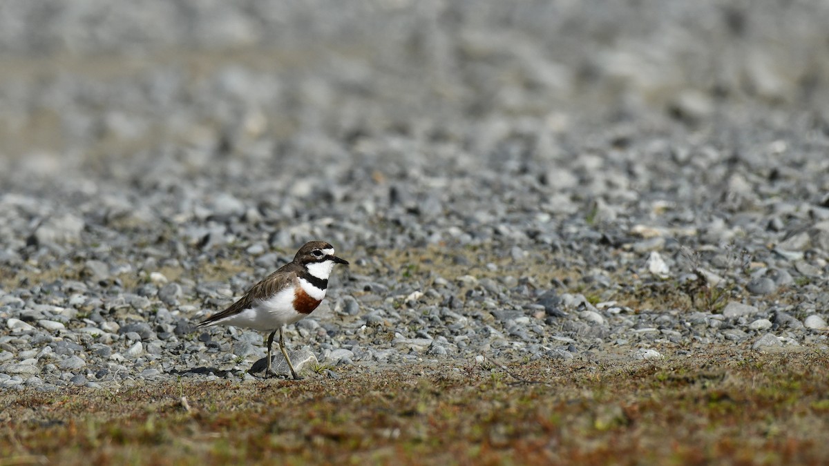 Double-banded Plover - ML616108892