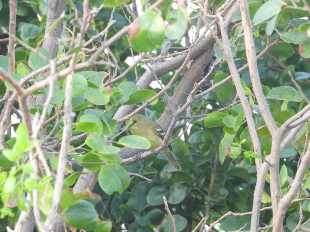 Thick-billed Vireo - ML616109036