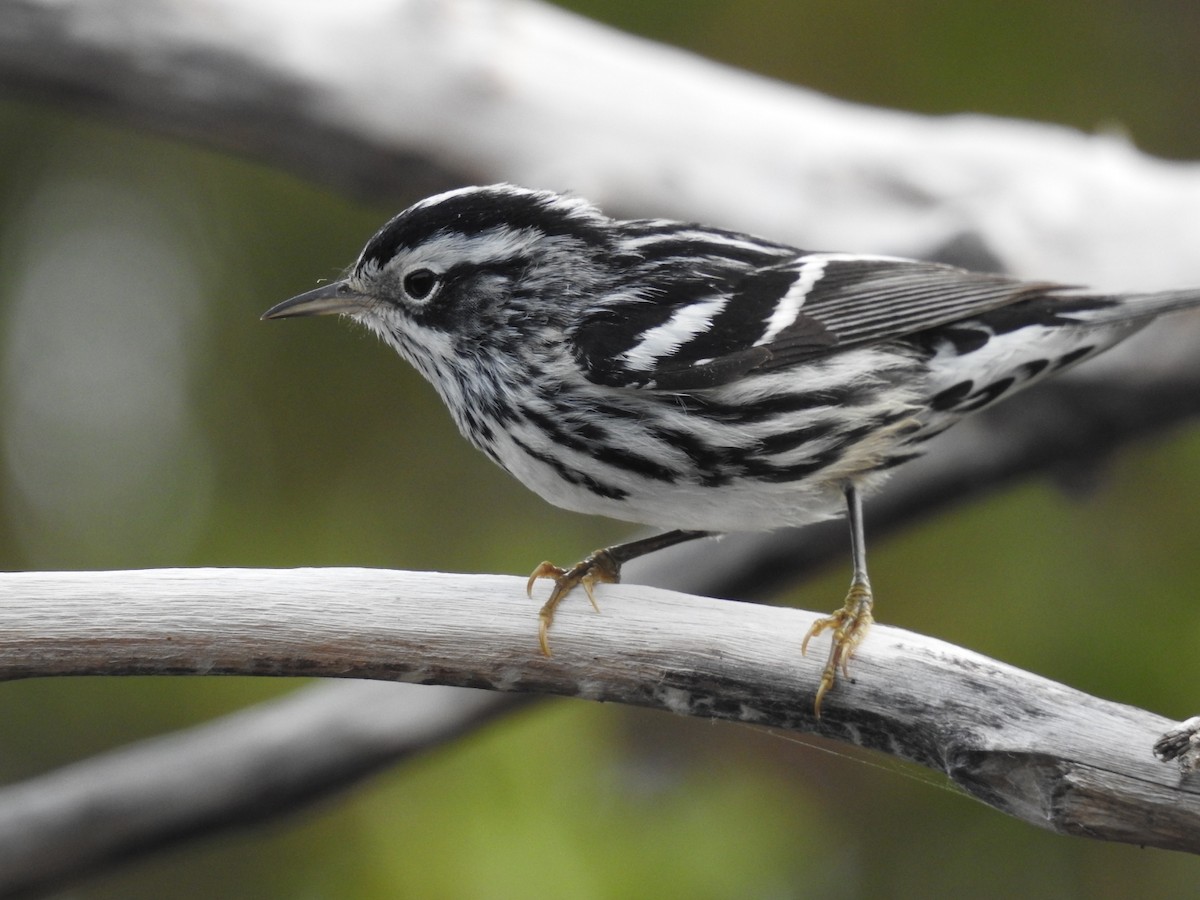 Black-and-white Warbler - ML616109093