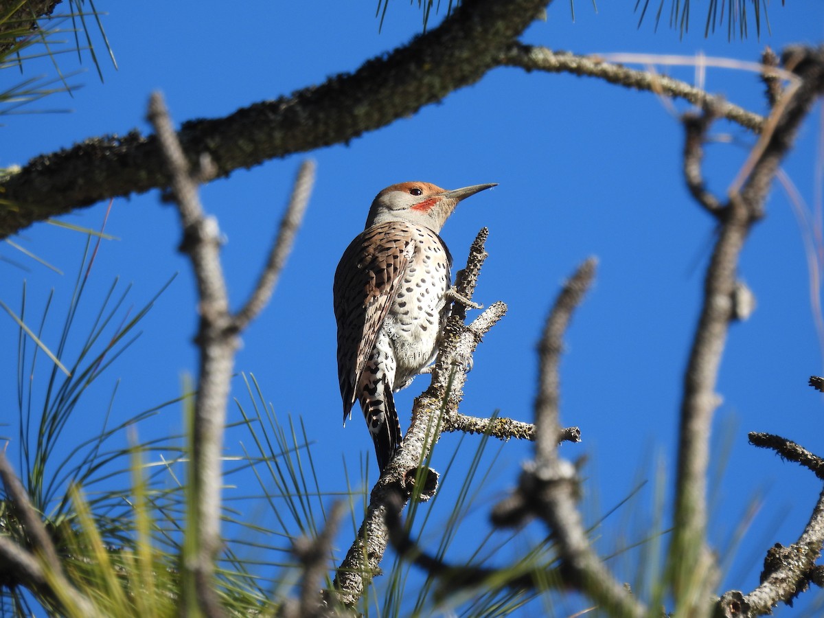 Northern Flicker (Red-shafted) - ML616109356