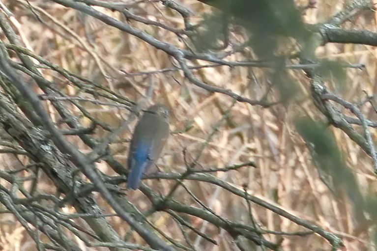 Red-flanked Bluetail - ML616109438