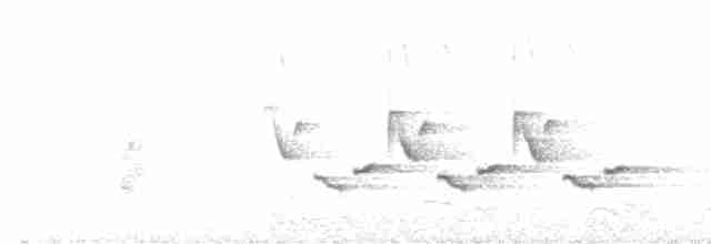 Поплітник каролінський - ML616109839