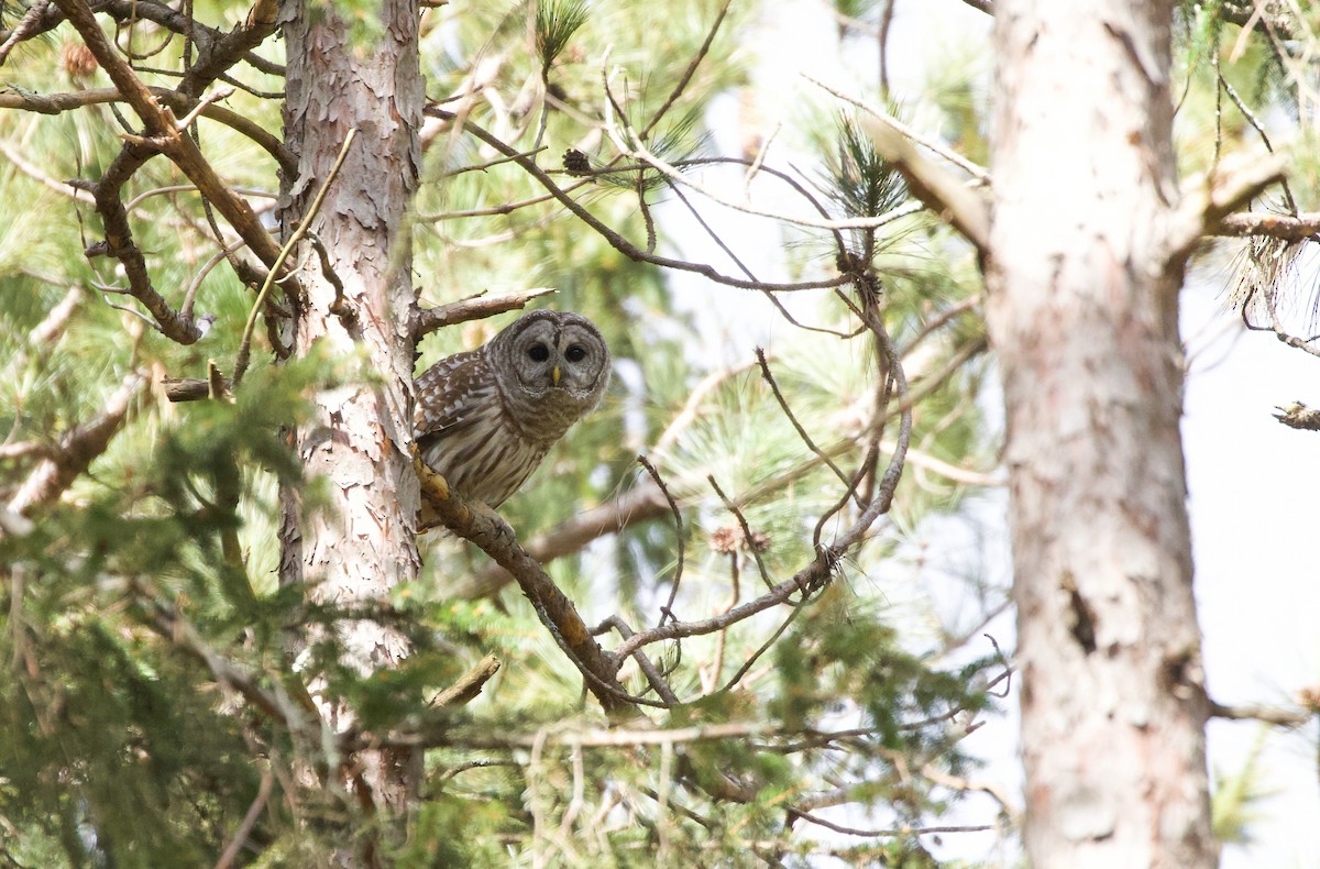 Barred Owl - Will Sweet