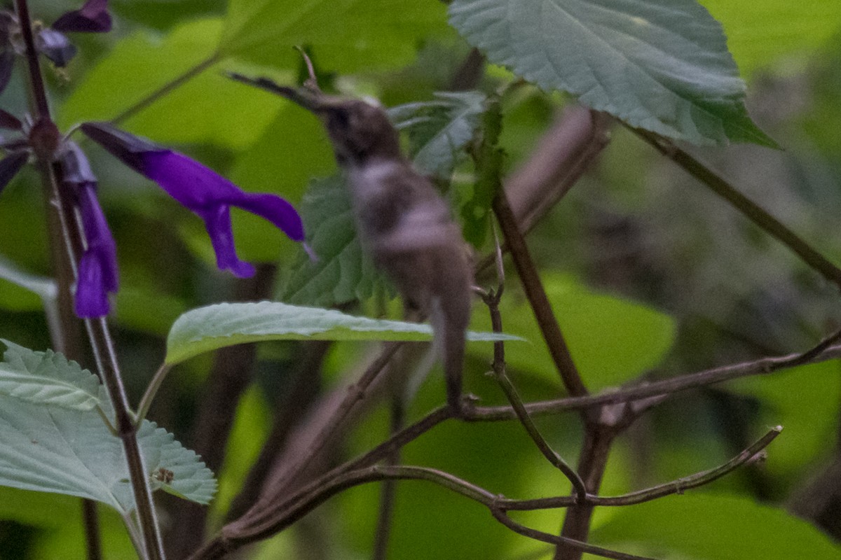 Black-chinned Hummingbird - ML616110181
