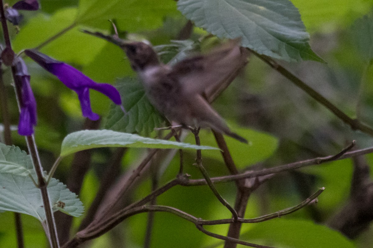 Black-chinned Hummingbird - ML616110182