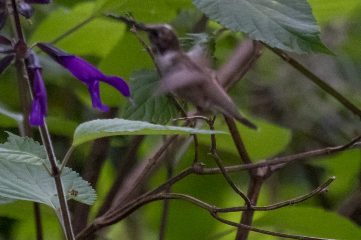 Black-chinned Hummingbird - ML616110183
