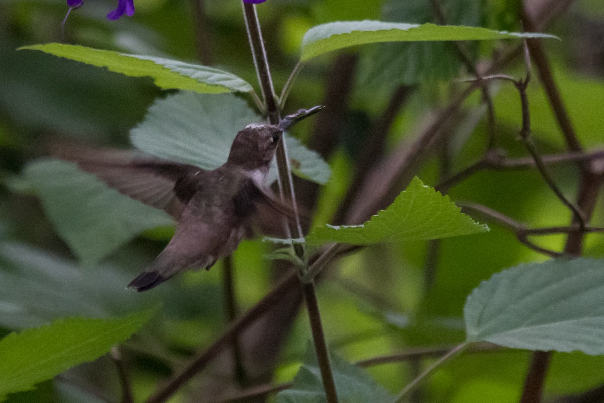 Black-chinned Hummingbird - ML616110184