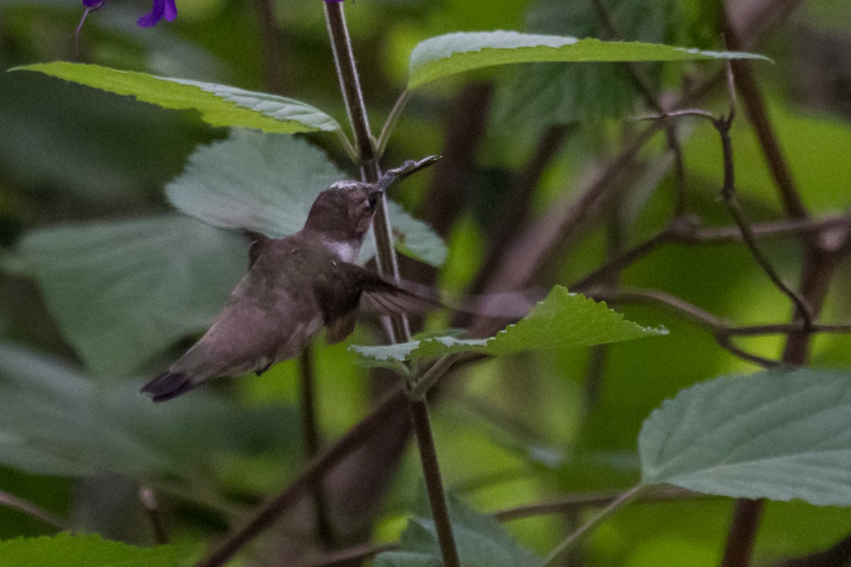 Black-chinned Hummingbird - ML616110185