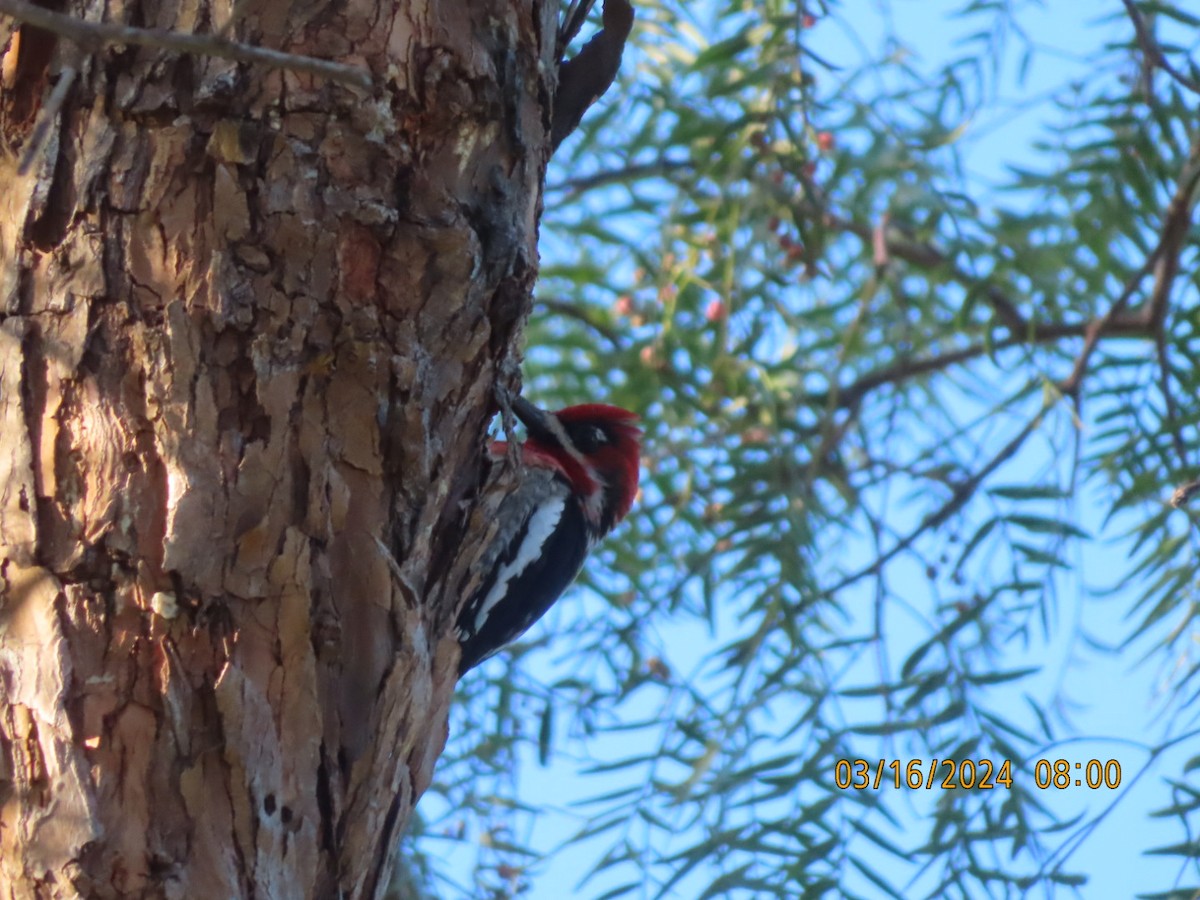 Red-breasted Sapsucker - ML616110418