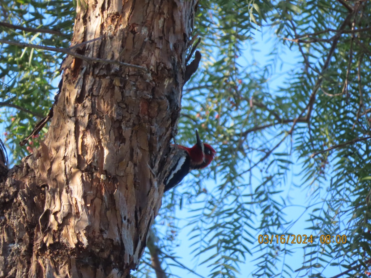 Red-breasted Sapsucker - ML616110419