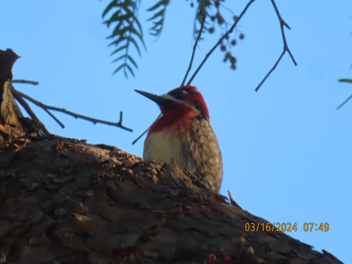 Red-breasted Sapsucker - ML616110420