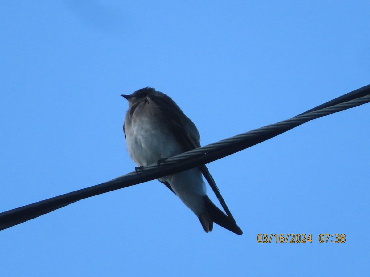 Northern Rough-winged Swallow - ML616110447