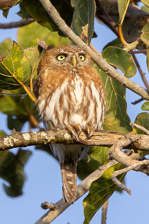 Pearl-spotted Owlet - ML616110533