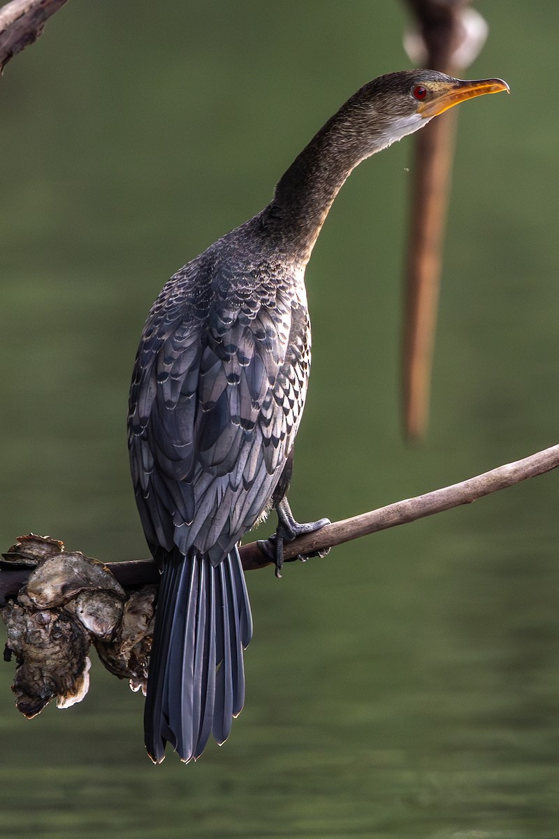 Long-tailed Cormorant - ML616110828