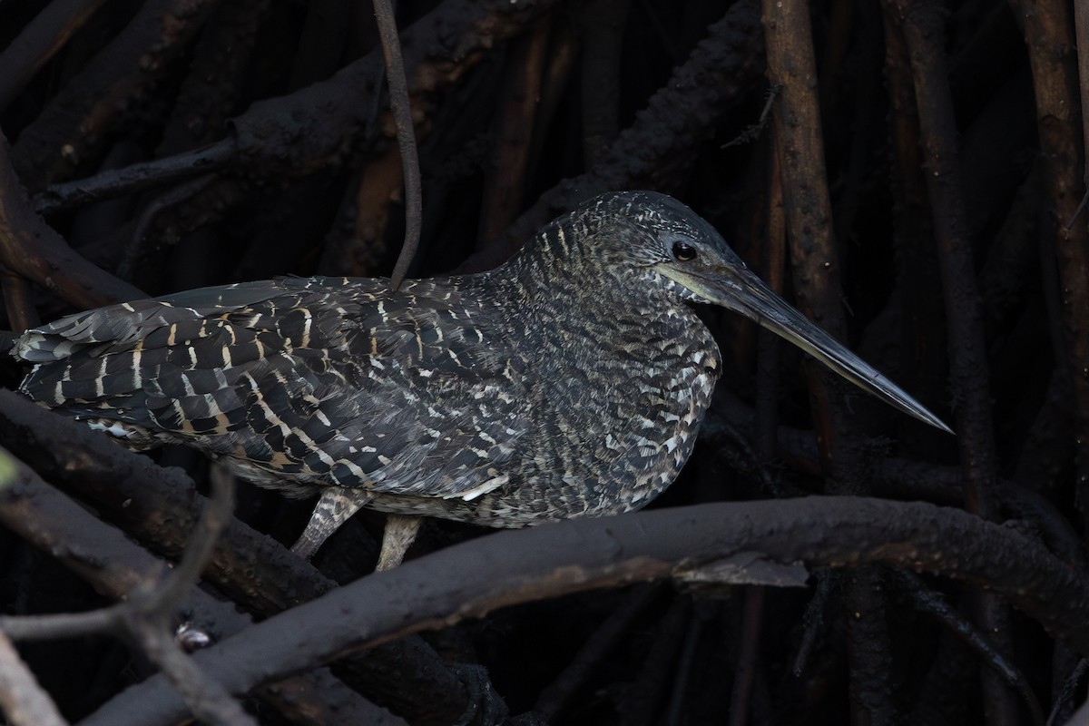 White-crested Tiger-Heron - ML616110854