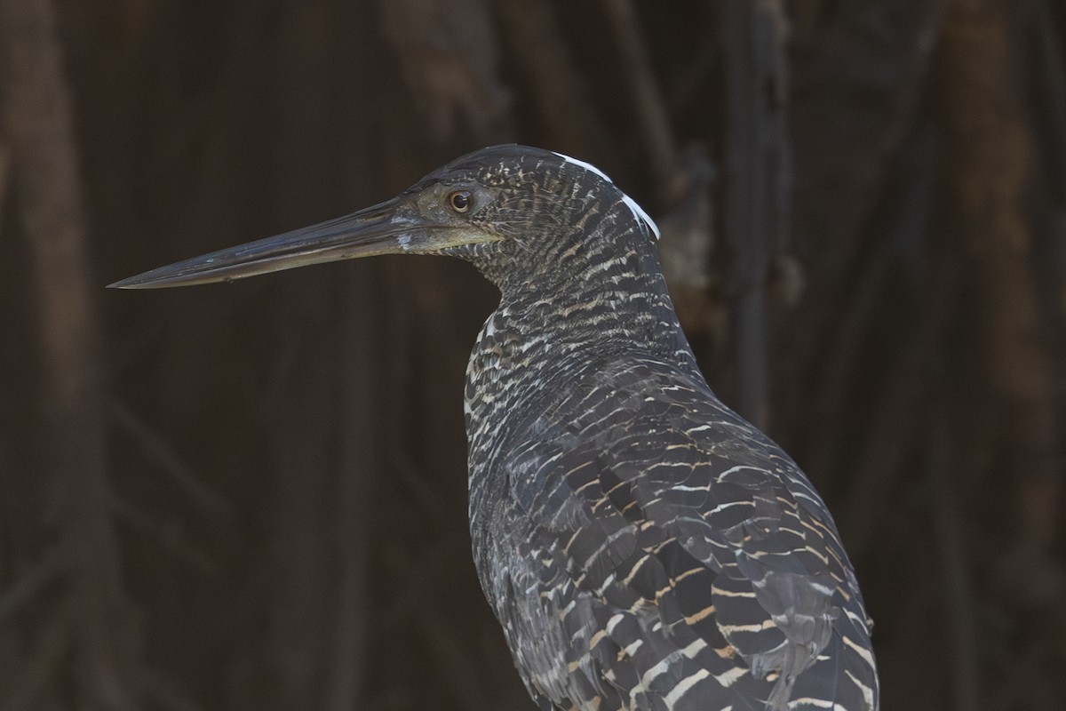 White-crested Tiger-Heron - ML616110855