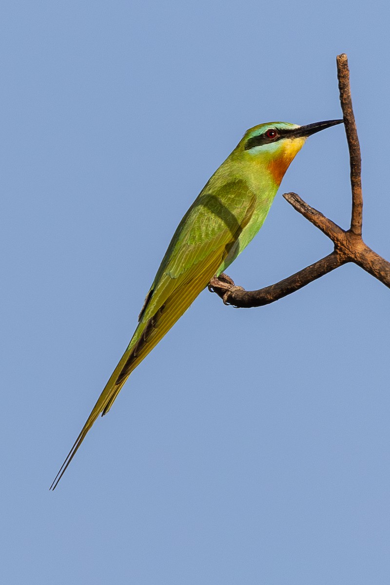 Blue-cheeked Bee-eater - ML616110886