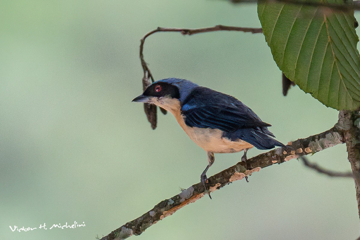 Fawn-breasted Tanager - ML616110908