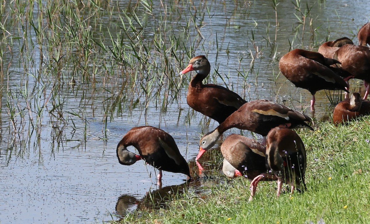 Black-bellied Whistling-Duck - Bruce  Purdy