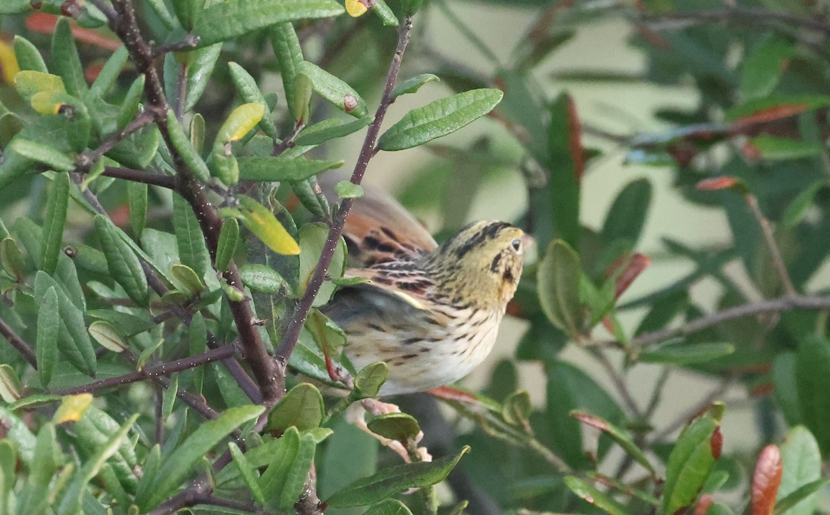 Henslow's Sparrow - Bruce  Purdy