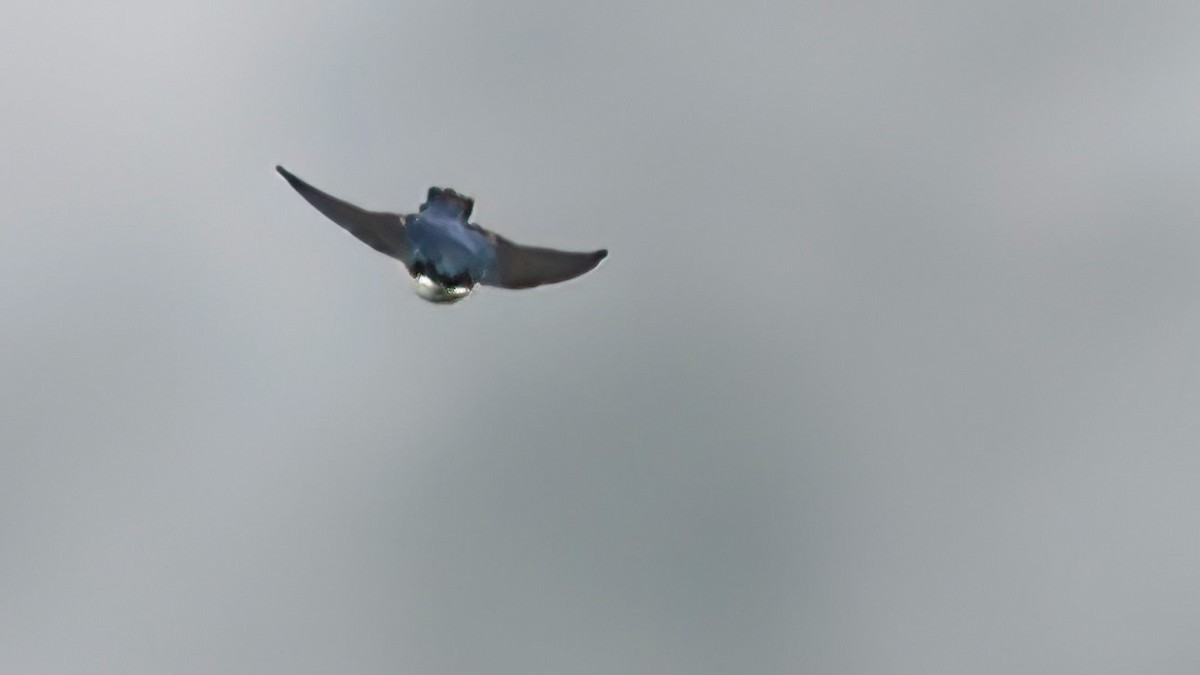 Blue-and-white Swallow - Mark Cloutier