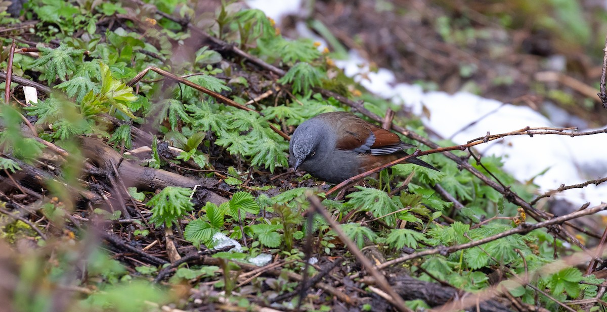 Maroon-backed Accentor - Brian Small