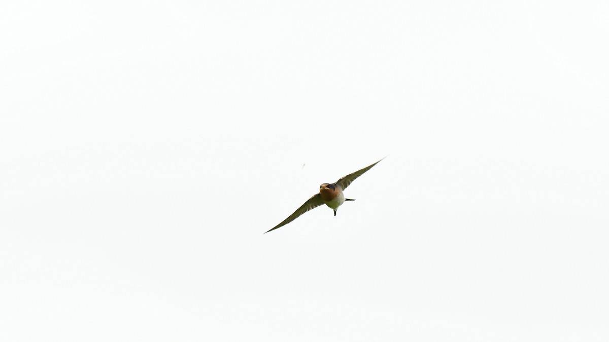 Welcome Swallow - ML616111204