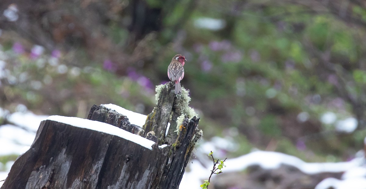 Chinese White-browed Rosefinch - Brian Small
