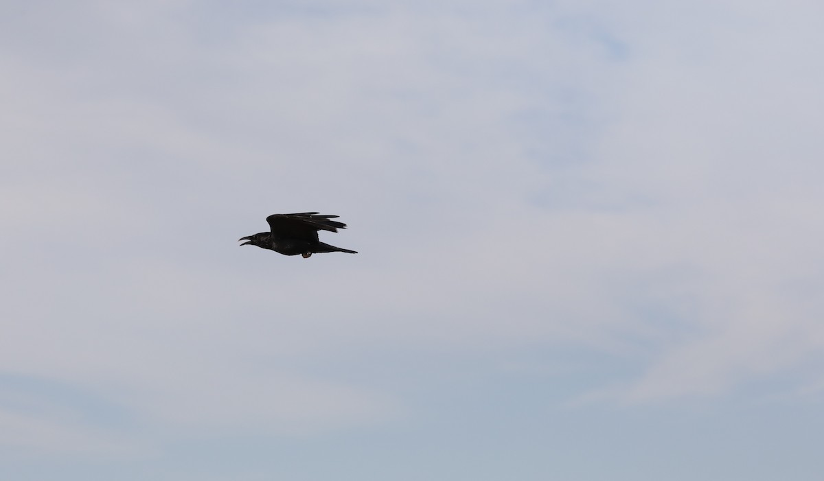 Common Raven - ML616112055