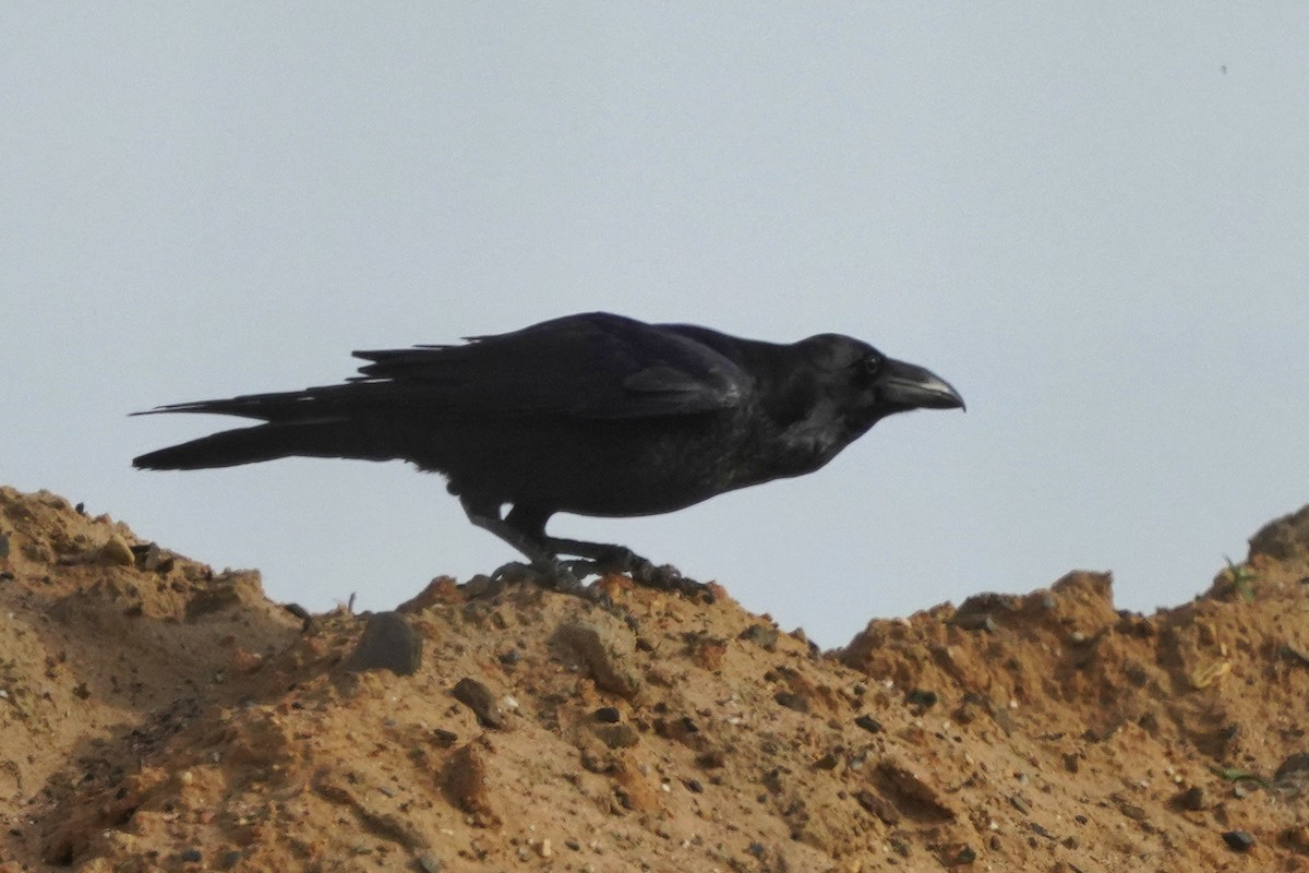 Common Raven - ML616112285