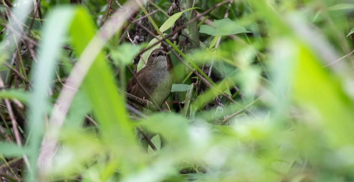 Sichuan Bush Warbler - Brian Small