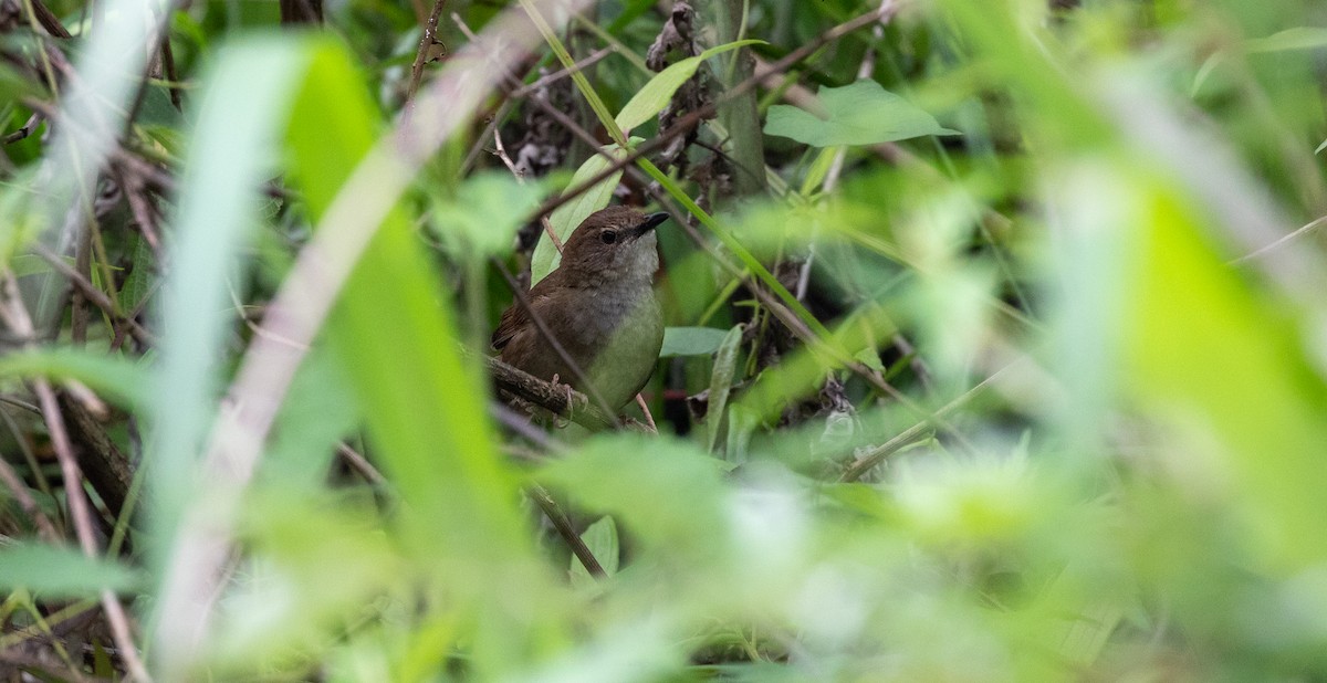 Sichuan Bush Warbler - Brian Small