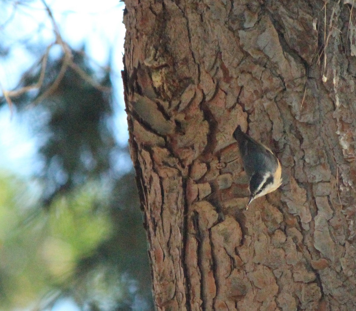 Red-breasted Nuthatch - ML616112364